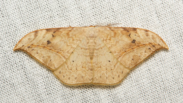 Картинка животные бабочки +мотыльки +моли узор усики полотно вязанное itchydogimages крылья моль макро