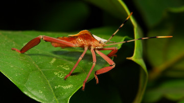 Картинка животные насекомые itchydogimages макро насекомое жук клоп усики лапки