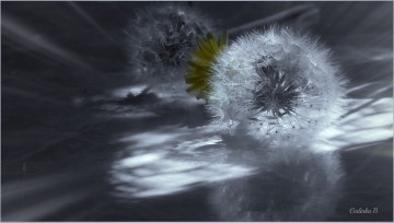 Картинка цветы одуванчики одуванчик