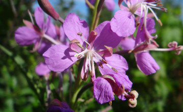 Картинка цветы луговые+ полевые +цветы сиреневые луговые