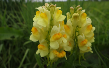 Картинка цветы луговые+ полевые +цветы луговые макро жёлтые