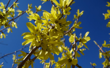 Картинка цветы небо куст жёлтые