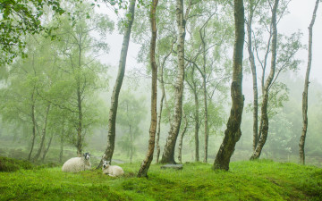 Картинка животные овцы +бараны stanton moor peak district uk весна англия деревня зелень деревья овечки туман