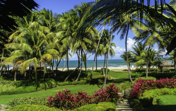 Картинка природа тропики пальмы