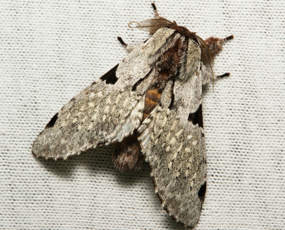 Обои картинки фото животные, бабочки,  мотыльки,  моли, моль, макро, itchydogimages, бабочка