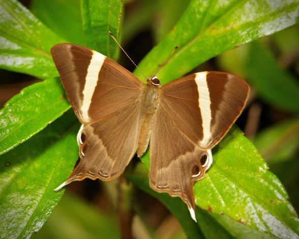 Обои картинки фото животные, бабочки,  мотыльки,  моли, бабочка, моль, itchydogimages, макро