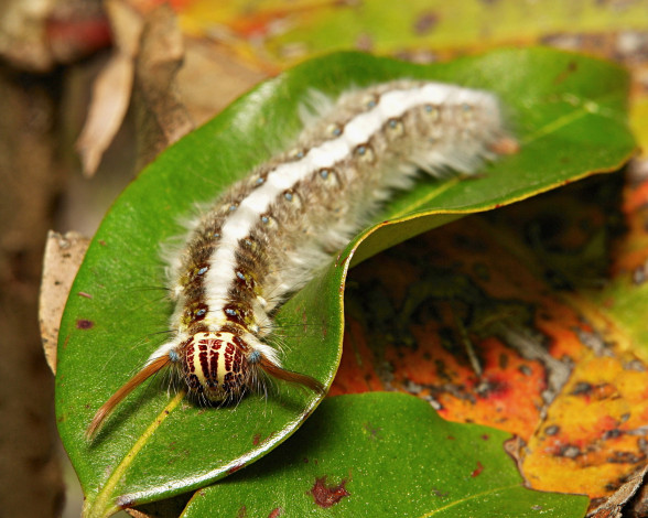 Обои картинки фото животные, гусеницы, лист, гусеница, макро, itchydogimages