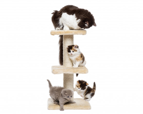 Обои картинки фото животные, коты, кошка, котята