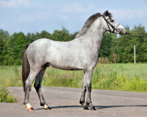 Обои картинки фото животные, лошади, лошадка