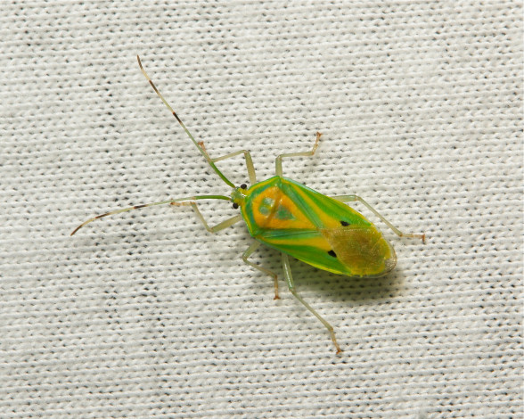 Обои картинки фото животные, насекомые, itchydogimages, макро, жук