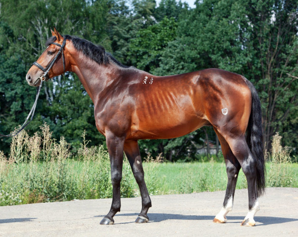 Обои картинки фото животные, лошади, лошадка