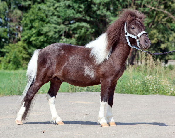 Обои картинки фото животные, лошади, лошадка