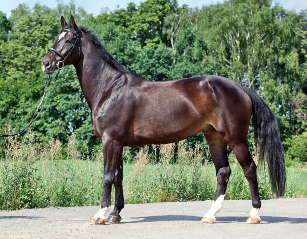 Обои картинки фото животные, лошади, лошадка