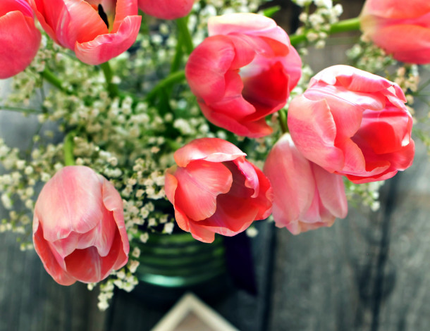 Обои картинки фото цветы, тюльпаны, розовый