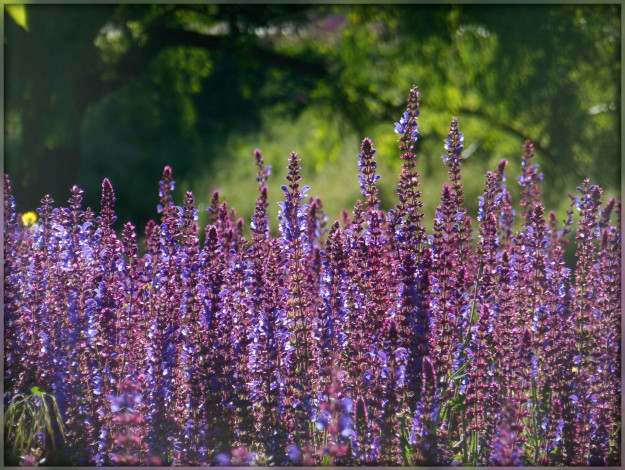 Обои картинки фото цветы, луговые , полевые,  цветы, сиреневые, луг, поле