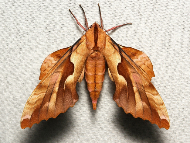 Обои картинки фото животные, бабочки,  мотыльки,  моли, itchydogimages, крылья, бабочка, макро