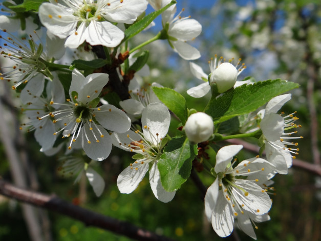 Обои картинки фото цветы, цветущие деревья ,  кустарники, весна, цветение