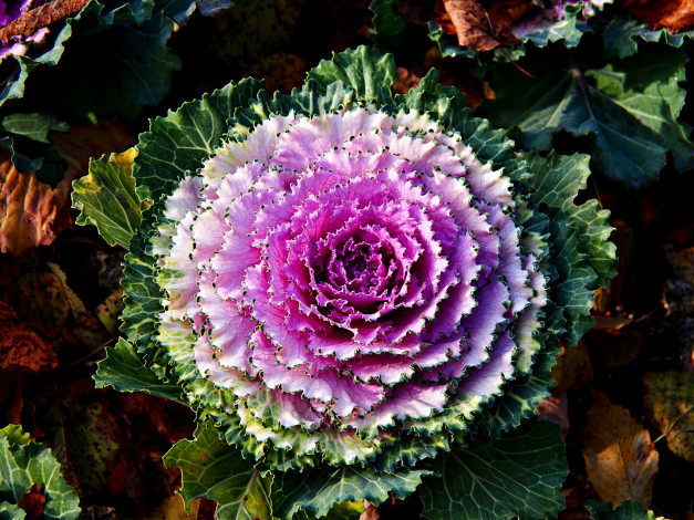 Обои картинки фото цветы, декоративная капуста, капуста, дероративная