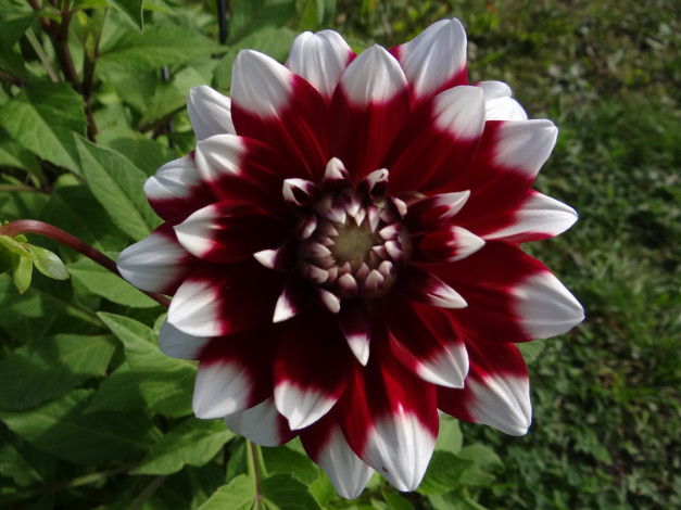 Обои картинки фото цветы, георгины, георгина, рябой, цветок