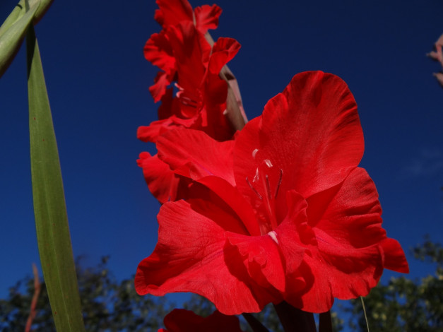 Обои картинки фото цветы, гладиолусы, красный, цветок, лепестки, макро, гладиолус