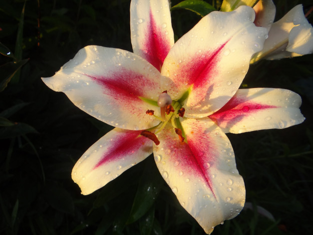 Обои картинки фото цветы, лилии,  лилейники, цветок, лилия, макро