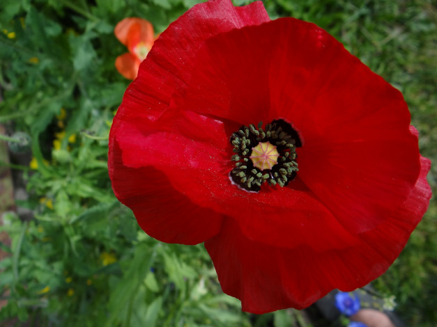 Обои картинки фото цветы, маки, мак, макро, красный