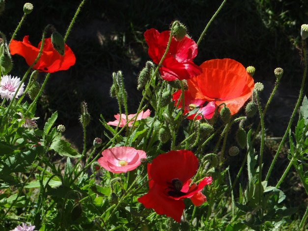 Обои картинки фото цветы, маки, солнечно, луг