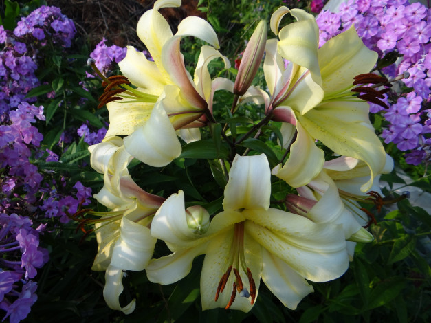 Обои картинки фото цветы, разные вместе, жёлтые, лилии, разные