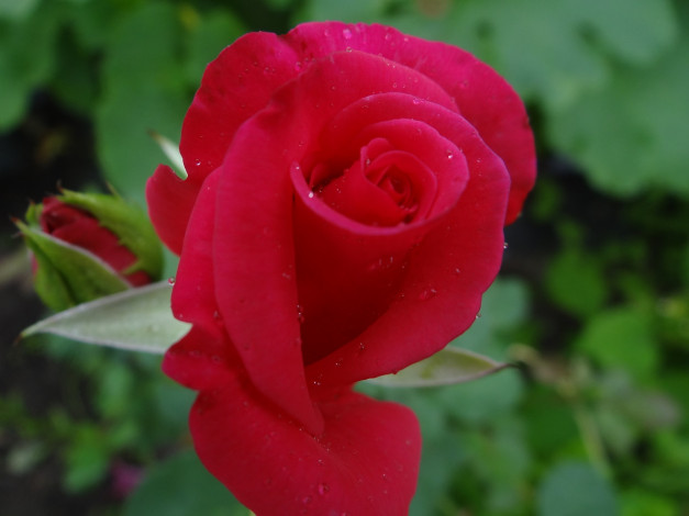 Обои картинки фото цветы, розы, роза, цветок, роса, красная