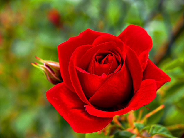Обои картинки фото цветы, розы, роза, красная