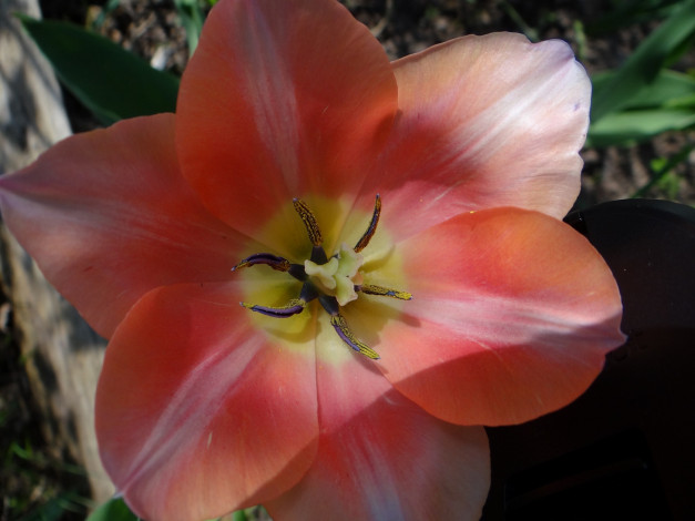 Обои картинки фото цветы, тюльпаны, тюльпан