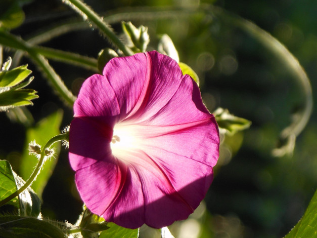 Обои картинки фото цветы, вьюнки,  ипомеи, вьюнок