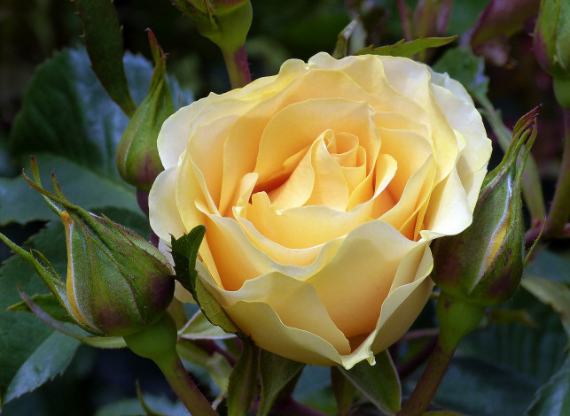 Обои картинки фото цветы, розы, роза, бутон