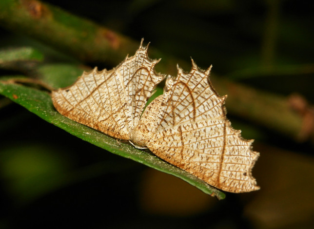 Обои картинки фото животные, бабочки,  мотыльки,  моли, моль, бабочка, макро, itchydogimages