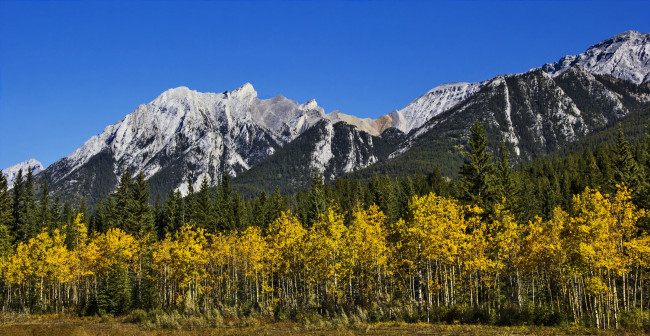 Обои картинки фото природа, горы, небо, осень, ели, берёзы