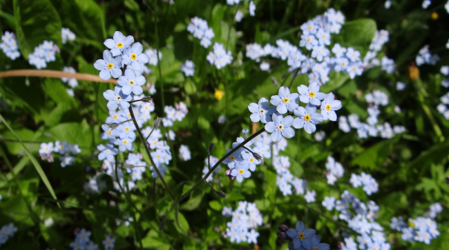 Обои картинки фото цветы, незабудки, мелкие, куст, белые, макро