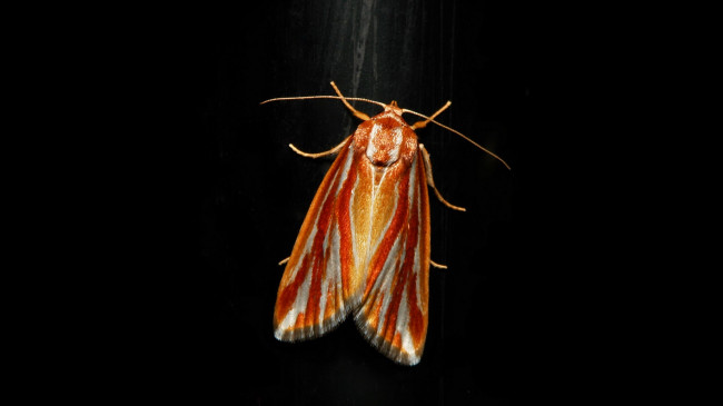 Обои картинки фото животные, бабочки,  мотыльки,  моли, itchydogimages, макро, бабочка, крылья, усики, узор