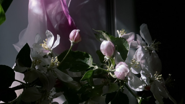 Обои картинки фото цветы, цветущие деревья ,  кустарники, яблоня, весна