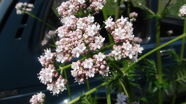 Обои картинки фото цветы, мелкие, куст, белые, макро