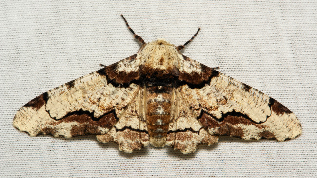 Обои картинки фото животные, бабочки,  мотыльки,  моли, бабочка, моль, макро, itchydogimages