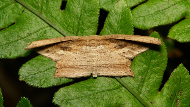 Обои картинки фото животные, бабочки,  мотыльки,  моли, itchydogimages, макро, моль, мотылёк