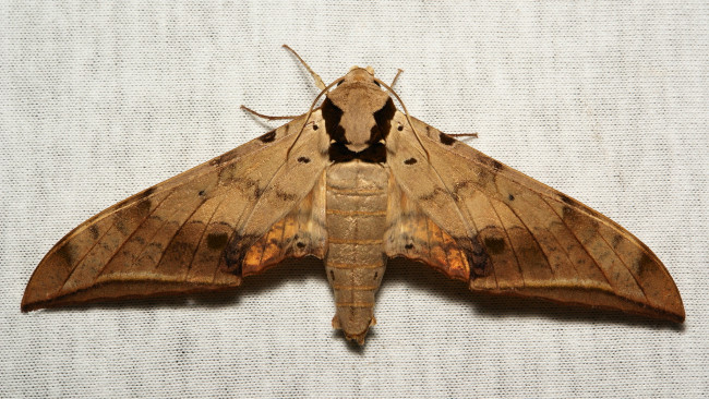 Обои картинки фото животные, бабочки,  мотыльки,  моли, крылья, бабочка, макро, itchydogimages