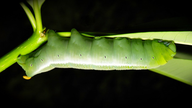 Обои картинки фото животные, гусеницы, itchydogimages, макро, гусеница, веточка, чёрный, фон