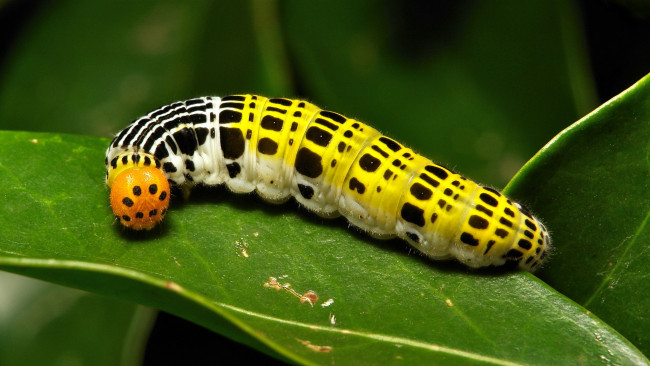 Обои картинки фото животные, гусеницы, itchydogimages, макро, насекомое, лист, гусеница, необычная