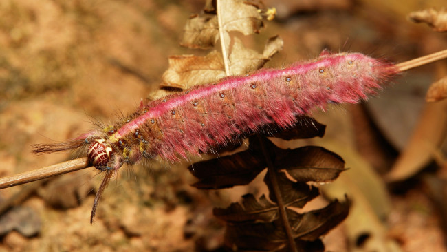 Обои картинки фото животные, гусеницы, itchydogimages, макро, гусеница, лист