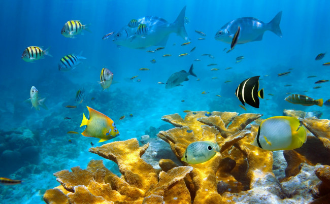 Обои картинки фото красивый риф, животные, рыбы, красивый, риф