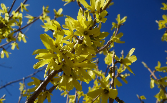 Обои картинки фото цветы, небо, куст, жёлтые