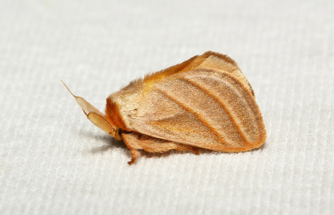 Обои картинки фото животные, бабочки,  мотыльки,  моли, itchydogimages, бабочка, моль, макро