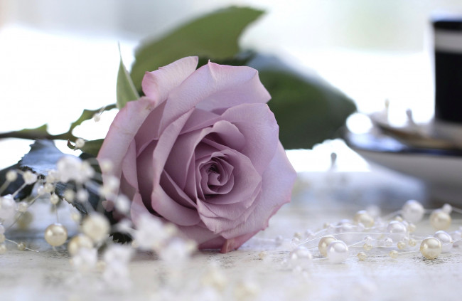 Обои картинки фото цветы, розы, роза, макро, бусины