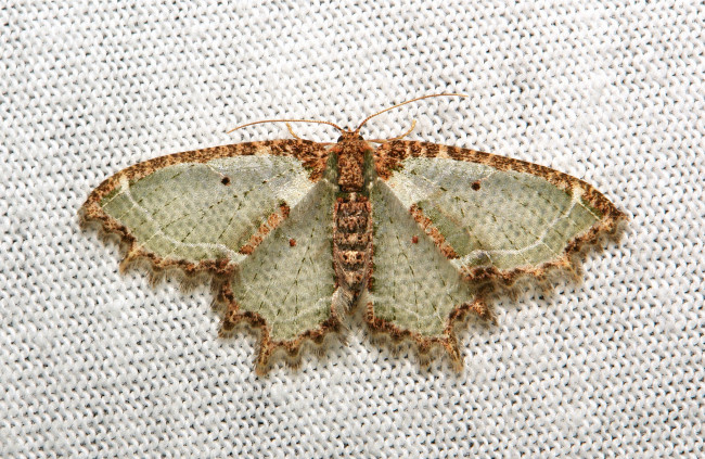 Обои картинки фото животные, бабочки,  мотыльки,  моли, itchydogimages, макро, моль, бабочка